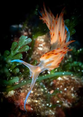 Underwater Nudibranch