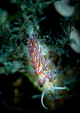 Underwater Nudibranch