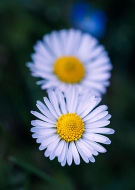 Macro of daisy flower