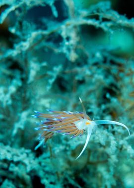 Underwater Nudibranch