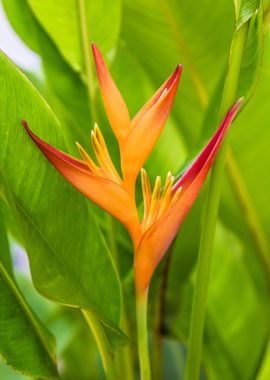 Heliconia Botanical Flower