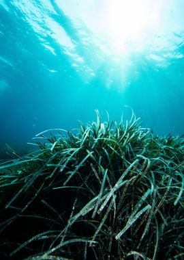 Underwater Meadow