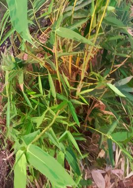 Bamboo Plants