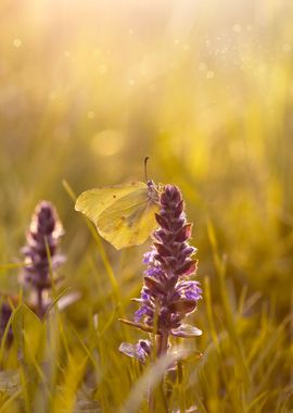 Spring yellow butterfly