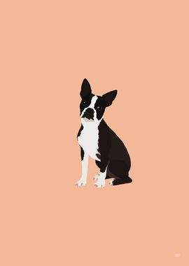 Boston Terrier Dog