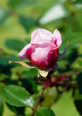 Macro of a rose