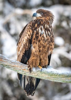 Young eagle