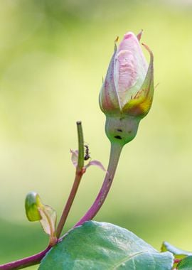 Macro of a rose