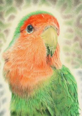 Peach Faced Lovebird