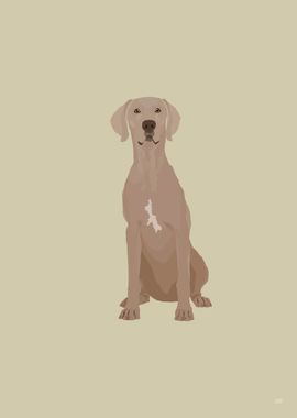 Weimaraner Illustration