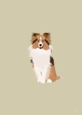 Shetland Sheepdog