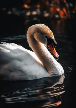 Serene swan