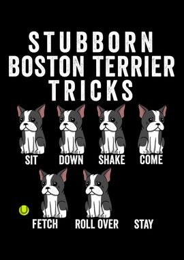 Boston Terrier Tricks