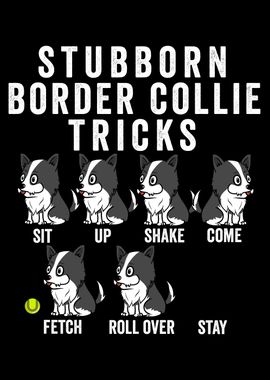 Border Collie Tricks