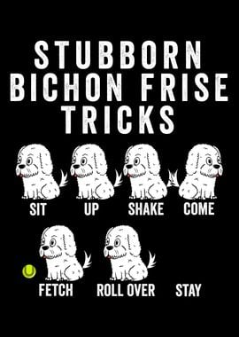 Bichon Frise Tricks