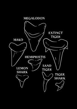 Shark Tooth types