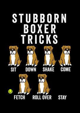 Stubborn Boxer Dog Tricks 