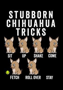 Stubborn Chihuahua Tricks 