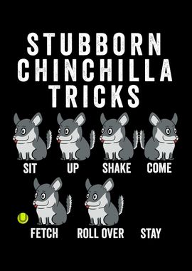 Stubborn Chinchilla Tricks