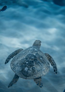 fast diving turtle