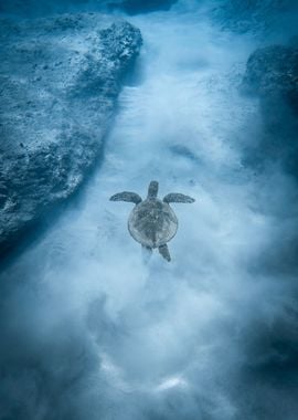 baby turtle swimming