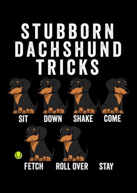 Stubborn Dachshund Tricks 