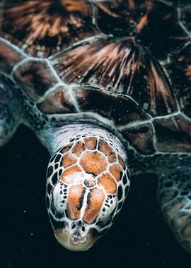 turtle closeup