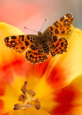 Colorful spring butterfly