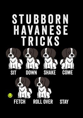 Stubborn Havanese Tricks 