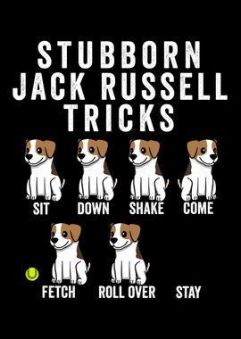 Jack Russell Dog Tricks