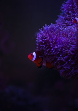 Clownfish BLACK BACKGROUND