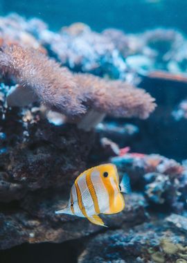 sharpbilled butterfly fish