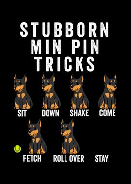 Miniature Pinscher Tricks