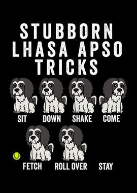 Lhasa Apso Tricks