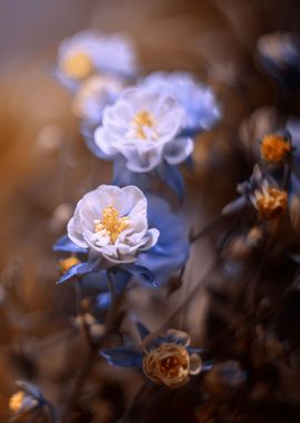 Purple flowers in garden