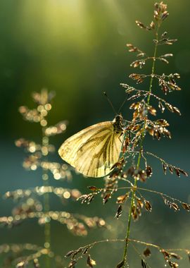 Spring butterfly