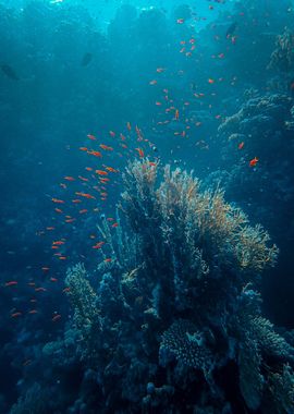 fish and sea ocean