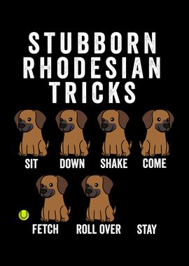 Rhodesian Ridgeback Tricks