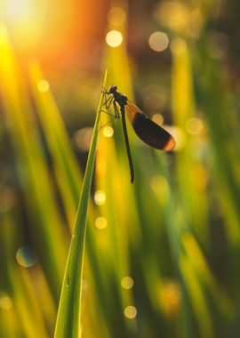 Dragonfly in the meadow