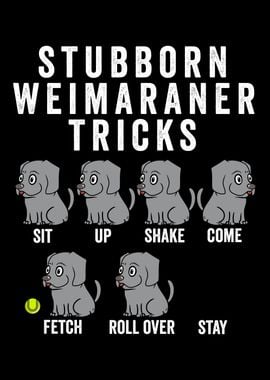 Stubborn Weimaraner Tricks