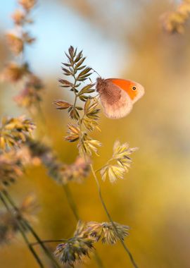 Colorful butterfly