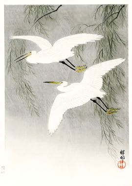 Little Egrets in flight