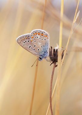 Spring butterfly