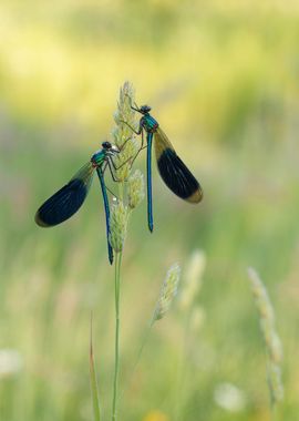 Dragonfly in the meadow