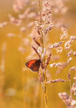 Spring butterfly