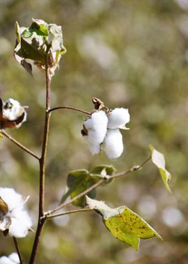 Cultivation of cotton