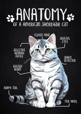 Anatomy of american cat