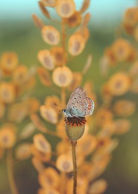 Spring butterfly