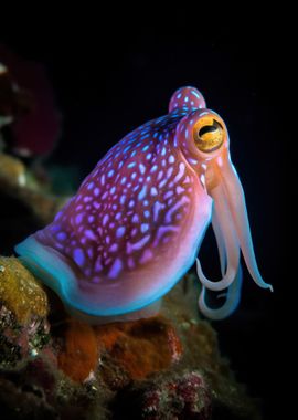 Elegant squid