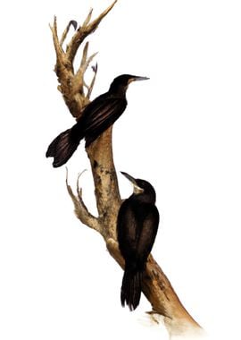 Birds on a Branch